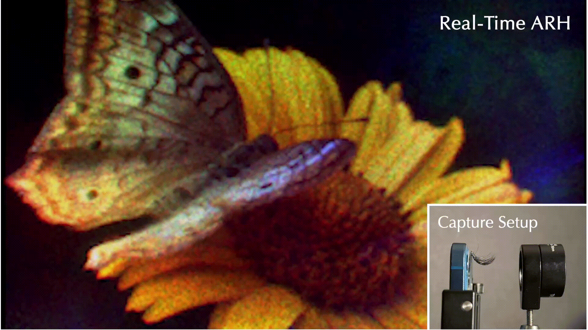 Transient polarization simulation of a spaceship